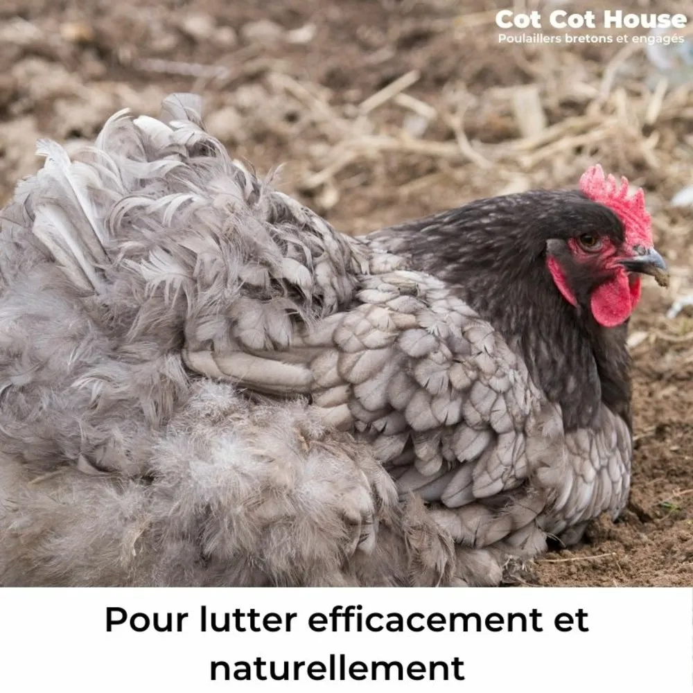 Bain de poussière anti parasites