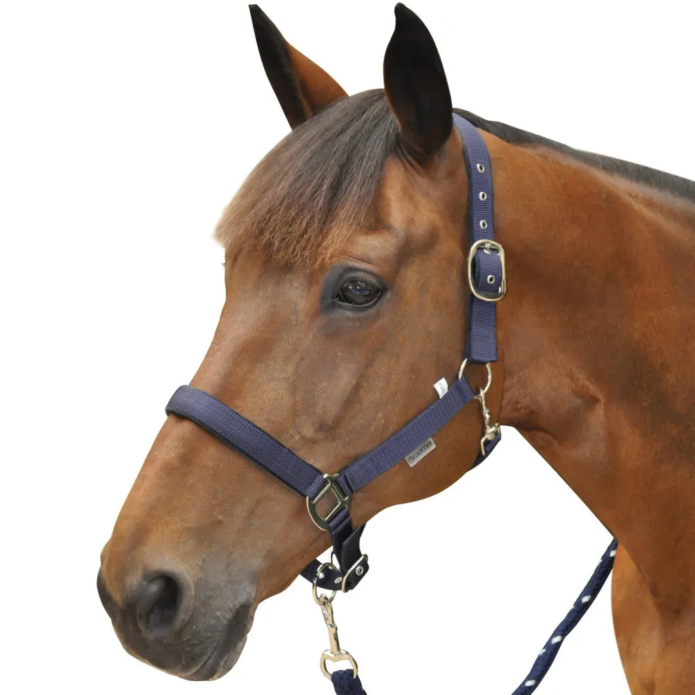Licol Canter nylon doublé pour cheval